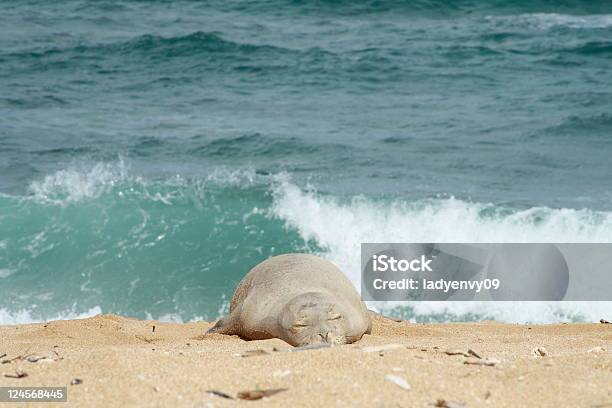 Hawaiian Monk Seal On Beach Stock Photo - Download Image Now - Animals In The Wild, Beach, Color Image