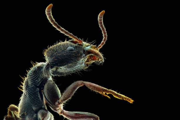 istock Black ant extreme closeup photography 1245685495