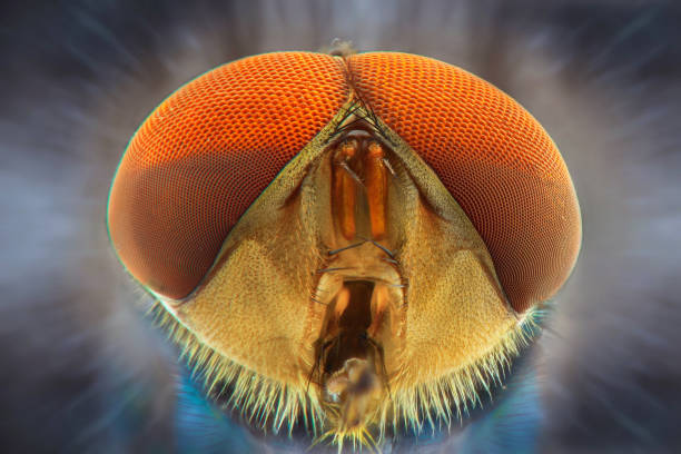 Full frontal portrait of a common green bottle fly magnified through a microscope objective.