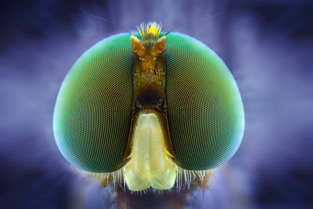 istock Soldier fly Extreme closeup , macro photography 1245686025