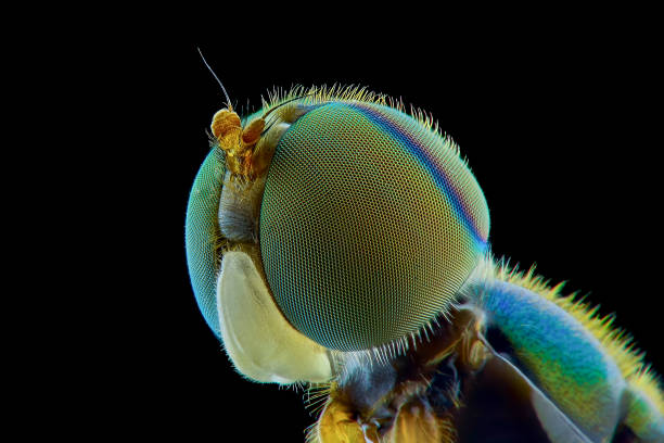 istock Soldierflies extreme macro close up 1245686549