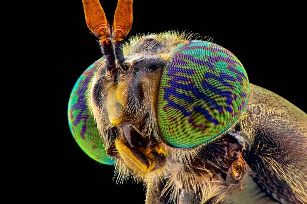 Soldierflies extreme closeup, macro photography