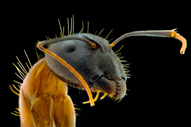 istock Ants extreme closeup, macro photography 1245689205