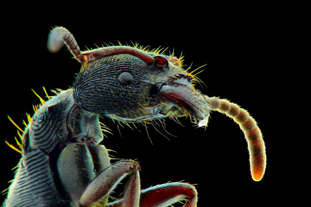 ants extreme closeup, macro photography - close up touching animal antenna imagens e fotografias de stock