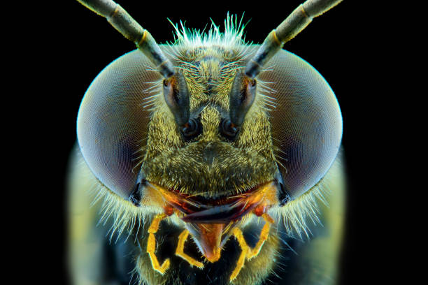 istock Bee extreme closeup, macro photography 1245689209