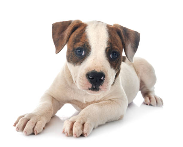 istock puppy american bulldog 1245689724