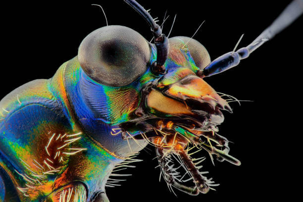istock Tiger beetle extreme closeup, macro photography 1245690763