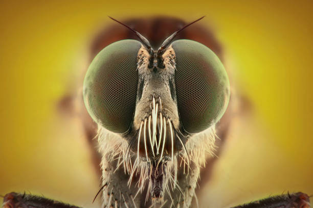 istock Robberflies extreme closeup, macro photography 1245690765