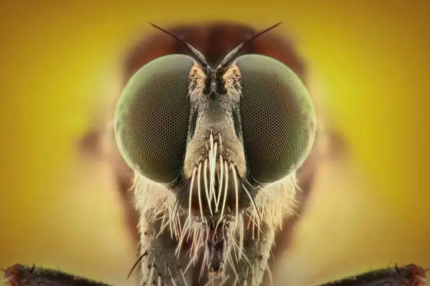 Robberflies extreme closeup, macro photography