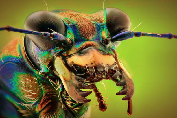 虎甲蟲極端特寫,宏觀攝影 - 班蝥 個照片及圖片檔