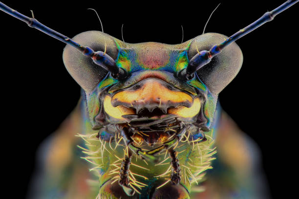 虎甲蟲極端特寫,宏觀攝影 - 班蝥 個照片及圖片檔