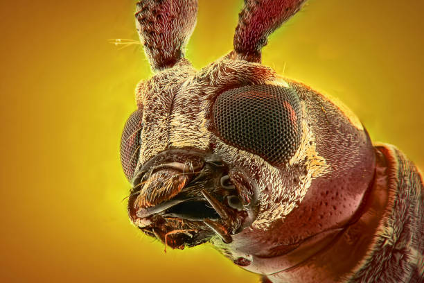 istock Longhorn beetle extreme closeup, macro photography 1245692319