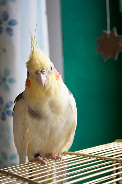 cockatiel at home stock photo