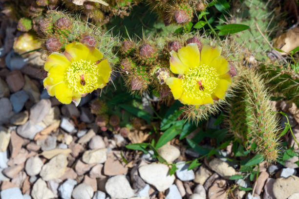 Yellow flower of cactus prickly pear