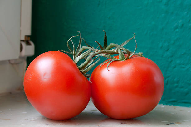 tomatoes on window sill stock photo