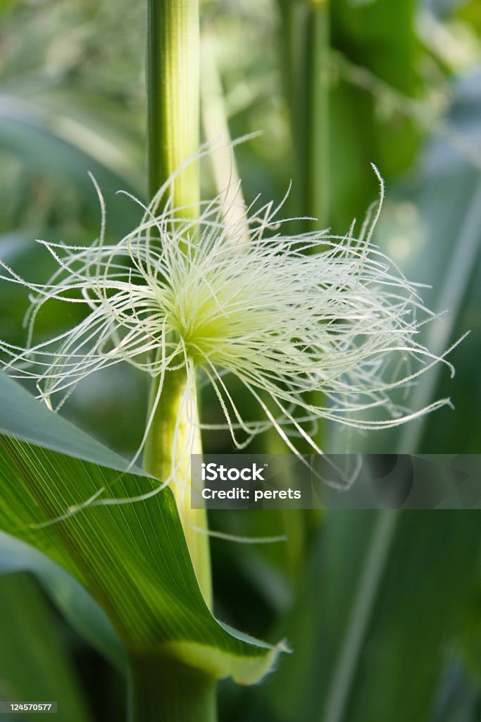 Mais Pflanzen, Nahaufnahme - Lizenzfrei Baumblüte Stock-Foto