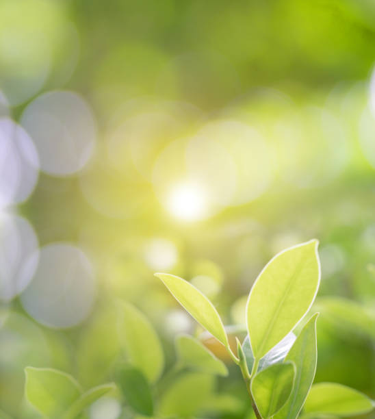 istock green leaf nature tree. wallpaper and background concept. 1245706066