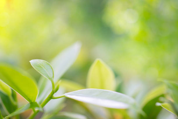istock green leaf nature tree. wallpaper and background concept. 1245706655