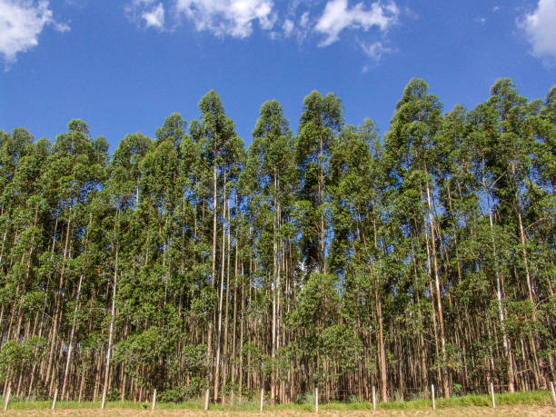 istock Eucalyptus tree forest in Brasil, plants for steel mill industry 1245709796