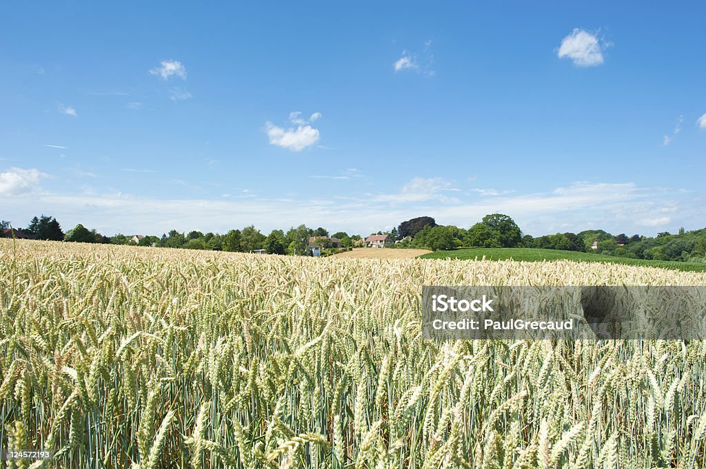 Пшеничное поле - Стоковые фото Амбар роялти-фри