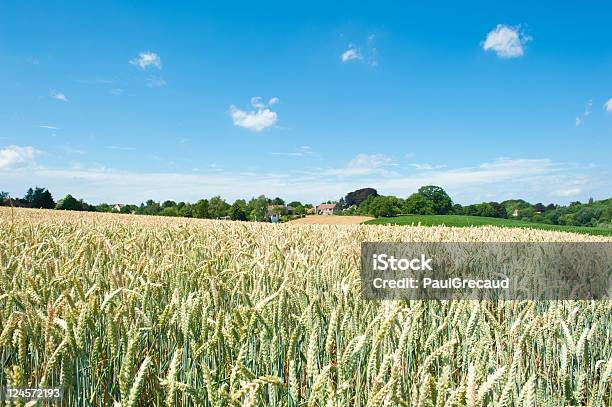 Пшеничное Поле — стоковые фотографии и другие картинки Амбар - Амбар, Без людей, Ветер