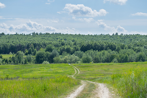 The path on the plain to the forest