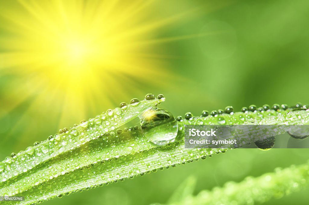 Dewdrops Dewdrops on the green grass leafs. Shallow DOF Abstract Stock Photo