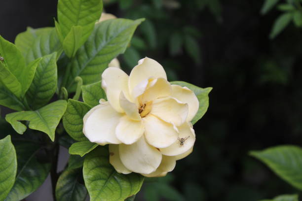 istock beautiful white flower in a garden. 1245728286