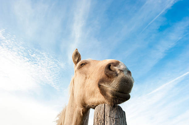 sognando a cavallo - horse animal head animal sky foto e immagini stock