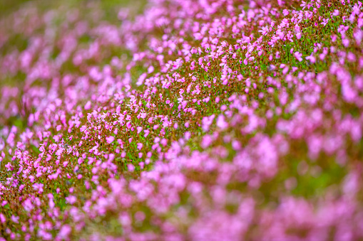 Wildflowers on Vancouver Island, British Columbia