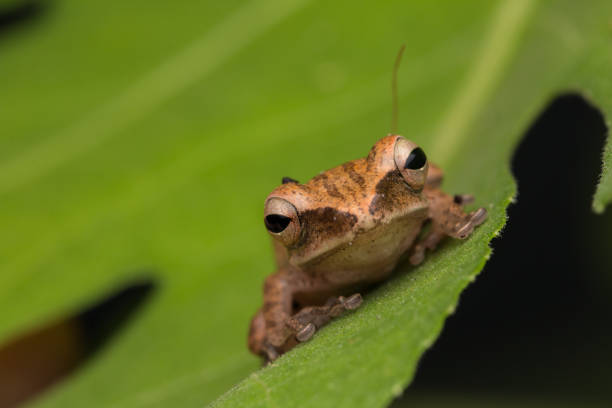 istock Beautiful Frog at Borneo-nature wildlife concept 1245736912