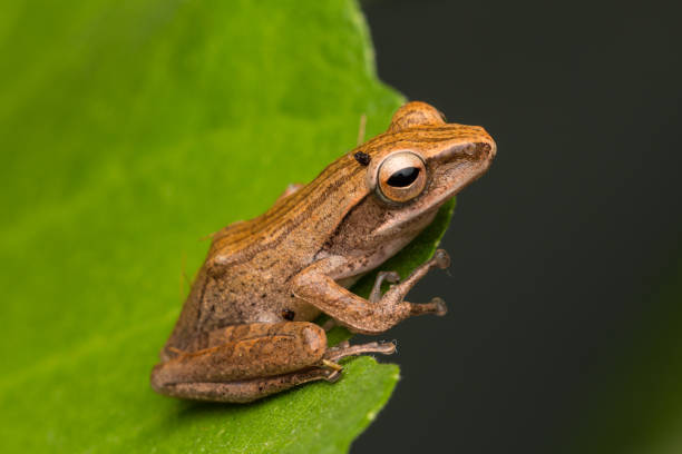 istock Beautiful Frog at Borneo-nature wildlife concept 1245737450