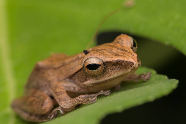 istock Beautiful Frog at Borneo-nature wildlife concept 1245737453