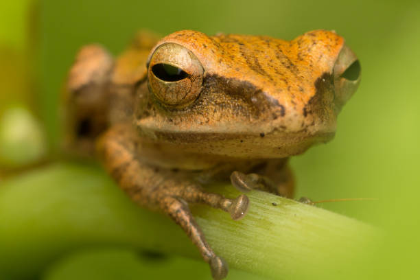 istock Beautiful Frog at Borneo-nature wildlife concept 1245739181