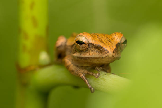 istock Beautiful Frog at Borneo-nature wildlife concept 1245740071