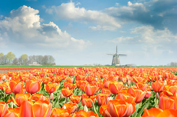 istock Beautiful red tulip field 124574493