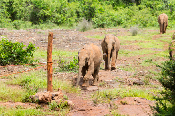 Baby Elephants in Nairobi, Kenya