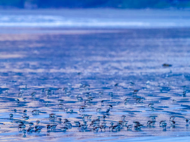 istock Vancouver Island British Columbia 1245746425