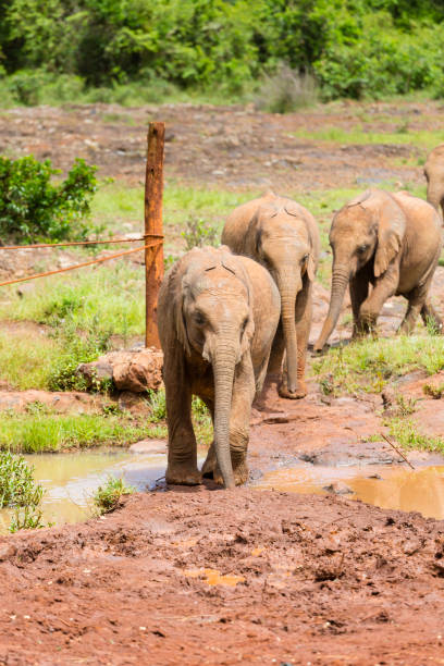 istock Baby Elephants in Nairobi, Kenya 1245746434