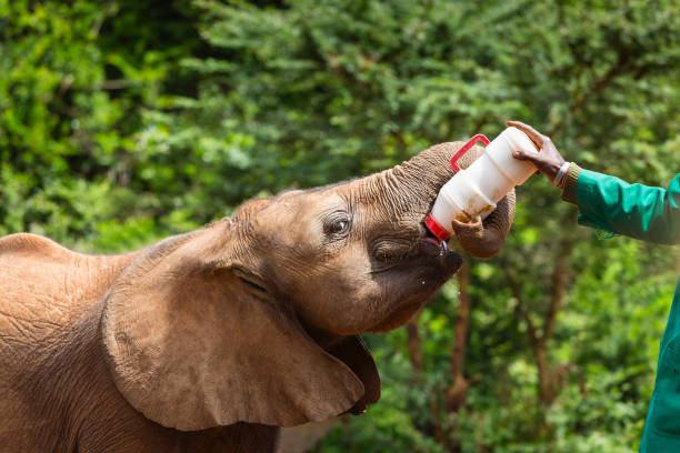 Feeding Baby Elephant in Nairobi, Kenya stock photo