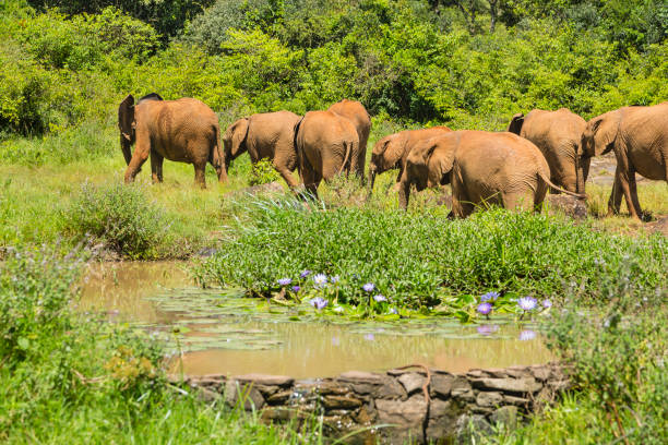 Baby Elephants in the Orphanage, Kenya