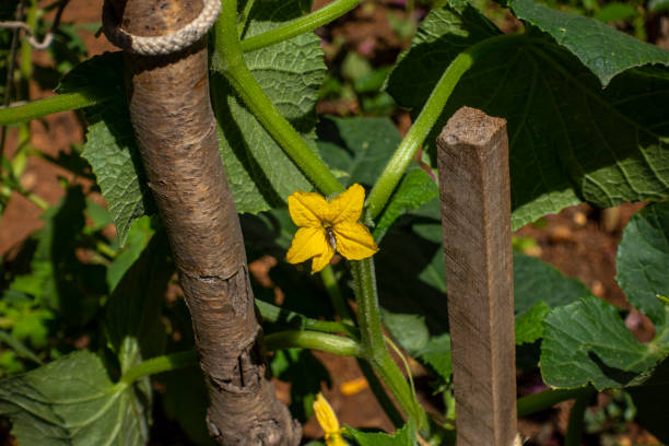 flor de pepino - cucumber vegetable plant single flower fotografías e imágenes de stock