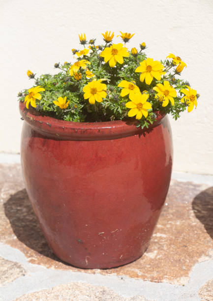 Planter with apache beggarticks flowers in a garden during spring