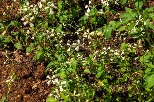 Eruca vesicaria flowers