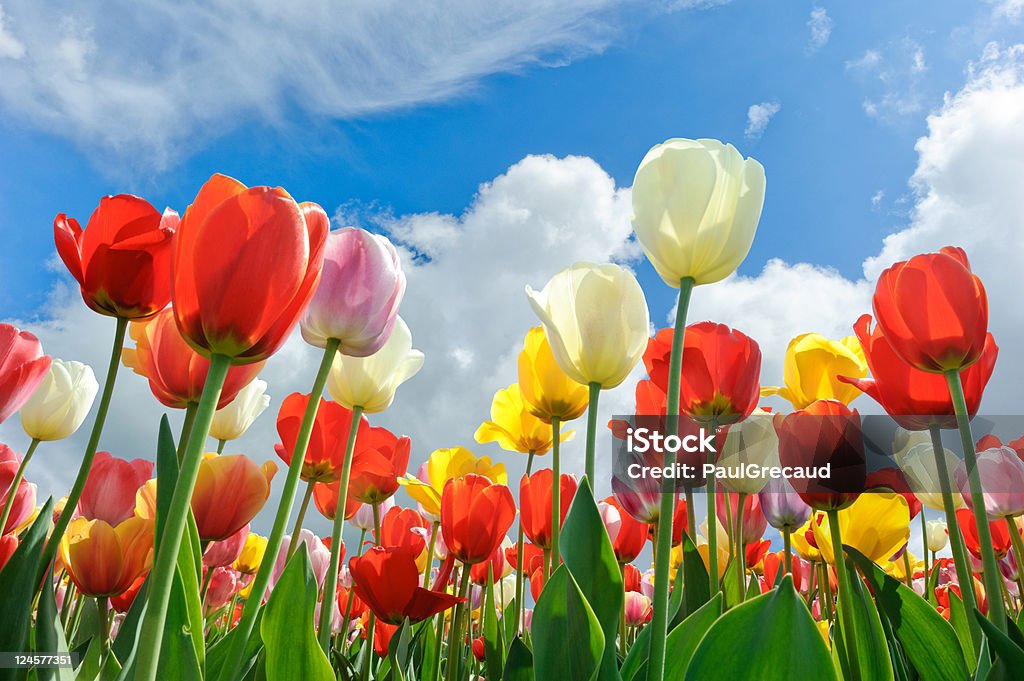 Bunte Tulpen - Lizenzfrei Feld Stock-Foto