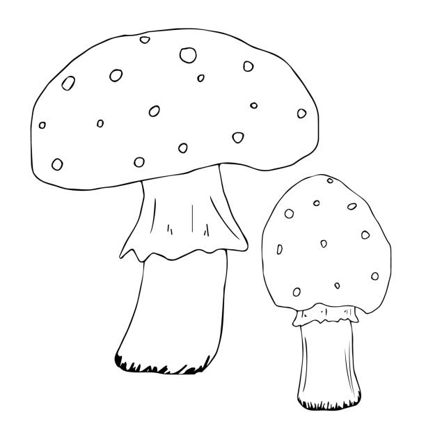 Mushroom poison, amanita, toadstool. Hand drawn vintage illustration. Black and white doodle line art, coloring outline, design for coloring book page. Vector illustration. Mushroom poison, amanita, toadstool. Hand drawn inking, vintage illustration. Black and white doodle line art, coloring outline, design for coloring book page. Vector illustration. little grebe (tachybaptus ruficollis) stock illustrations