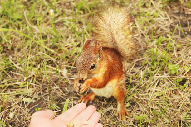 istock Sciurus. Rodent. The squirrel eats nuts from a hand. Beautiful red squirrel in the park 1245784444
