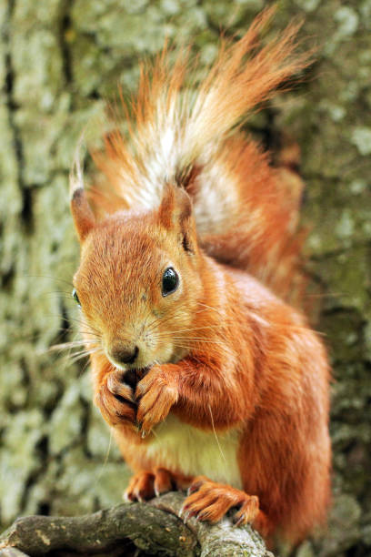 istock Sciurus. Rodent. The squirrel sits on a tree and eats. Beautiful red squirrel in the park 1245787116