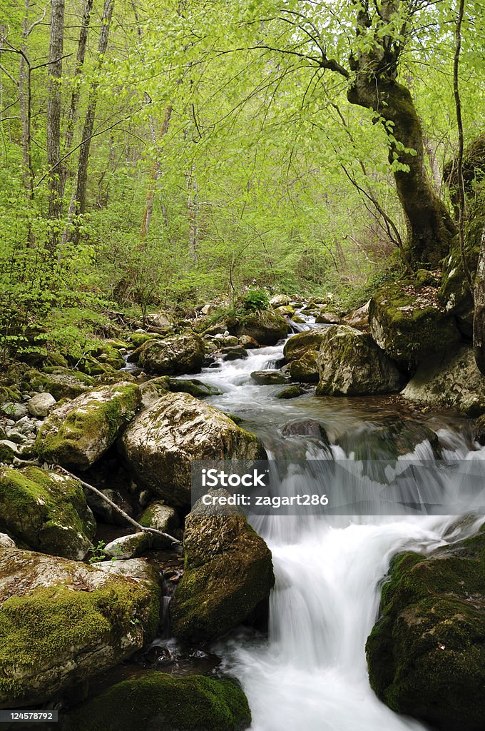 Forest Wasserfall - Lizenzfrei Bach Stock-Foto