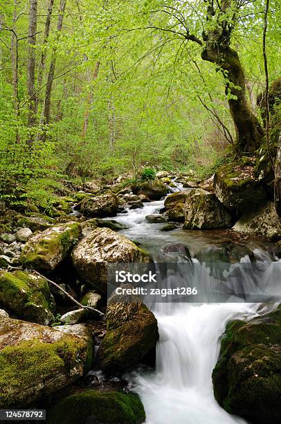 Forest Wasserfall Stockfoto und mehr Bilder von Bach - Bach, Baum, Berg
